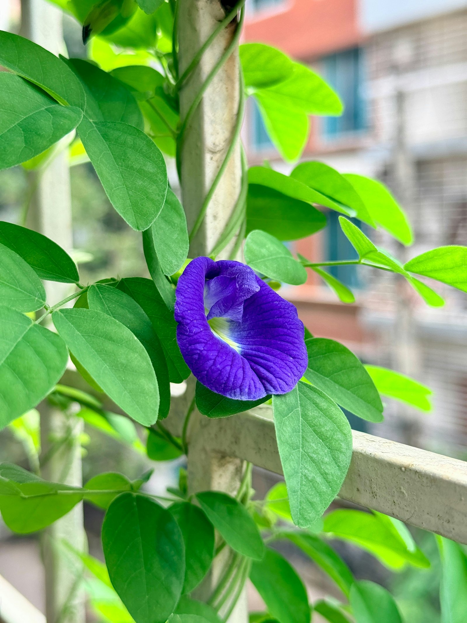 A butterfly pea flower in bloom on a climbing vine