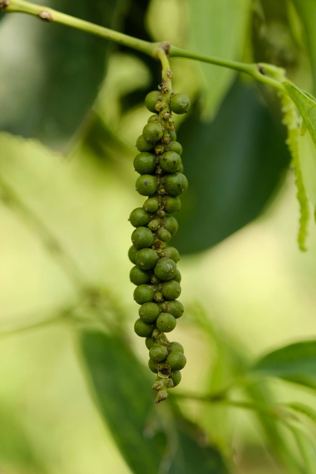 Green peppercorns on the vine